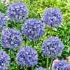 allium-azureum-1