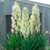 yucca-filamentosa