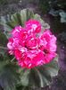 Scarlet Rosebud