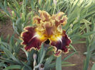 volcanic glow-16