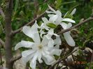 magnolia stellata