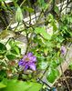 Clematis Multi Blue