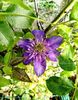 Clematis Multi Blue