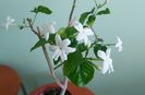 Flori Jasmin sambac Made of Orleans