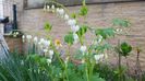 Dicentra alba