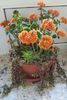 Crassula marginalis (cu bobocei ) in tandem cu kalanchoe
