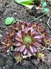 Sempervivum