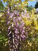 wisteria roz Honbeni