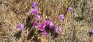 IMG-20210503-WA0006