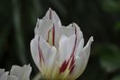_DSC0040