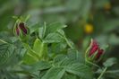 _DSC0069