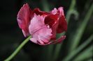 _DSC0022