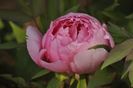 _DSC0034