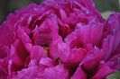 _DSC0058