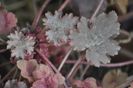 _DSC0010