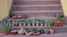 30 apr. - Agave si alte suculente afara la aer