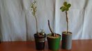 Euphorbia misera & Mestoklema arboriforme & Fouquieria (Idria) columnaris