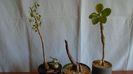 Euphorbia misera & Mestoklema arboriforme & Fouquieria (Idria) columnaris