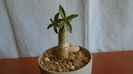 Pachypodium bispinosum