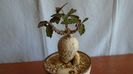 Euphorbia suzannae-marnierae