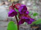 bergenia Winterglut