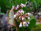 bergenia Dragonfly Angel Kiss