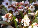 bergenia Dragonfly Angel Kiss