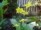 erythronium Pagoda