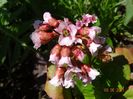 bergenia Rosi Klose