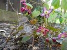 epimedium rubrum