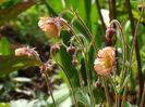 geum Censation Apricot Pearl