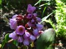 bergenia Eroica