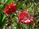 geum Flame of Passion