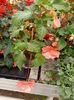 12.05.2021- begonia