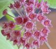 hoya camphori