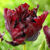 tulipa-parrot-black-parrot_1