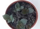 Pulcherrima