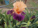 mandarin sky-14