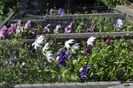 _DSC0087
