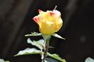 _DSC0141