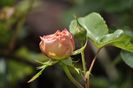 _DSC0371