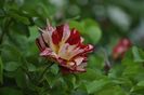 _DSC0455