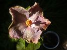 P1470966
