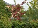 crataegus paul's scarlet