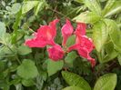 Azalea mollis Juanita