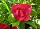 Camelia