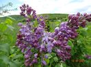 syringa Marechal Foch