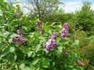 syringa Katherine Havemeyer