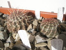 Echinocereus viridiflorus