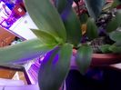 Tradescantia Fluminensis "Green"